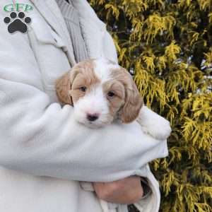 Buddy, Mini Bernedoodle Puppy