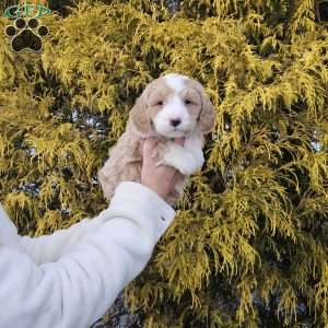 Buddy, Mini Bernedoodle Puppy