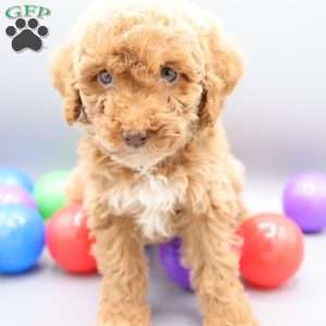 Dancer, Mini Labradoodle Puppy