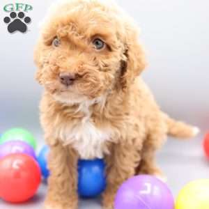 Dancer, Mini Labradoodle Puppy