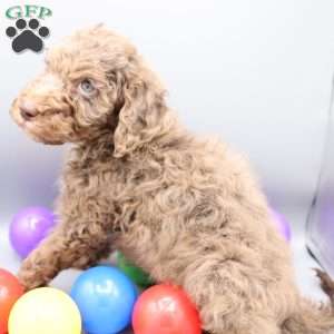 Dasher, Mini Labradoodle Puppy