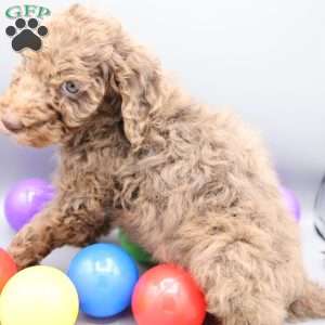 Dasher, Mini Labradoodle Puppy