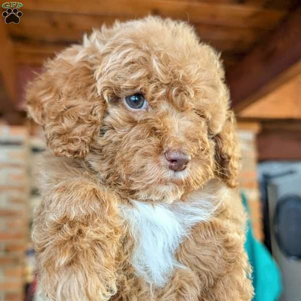 Dancer, Mini Labradoodle Puppy