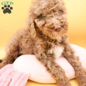 Dasher, Mini Labradoodle Puppy