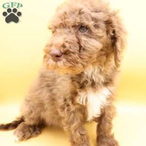 Dasher, Mini Labradoodle Puppy