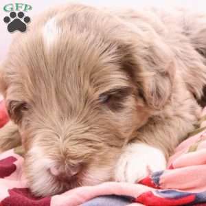 Bailey, Bernedoodle Puppy