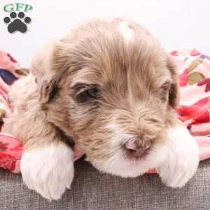 Bailey, Bernedoodle Puppy