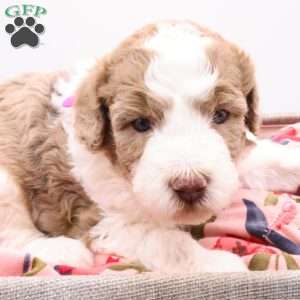 Honey, Bernedoodle Puppy