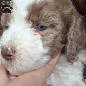 Honey, Bernedoodle Puppy