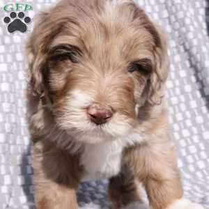 Bailey, Bernedoodle Puppy