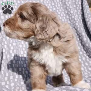 Bailey, Bernedoodle Puppy