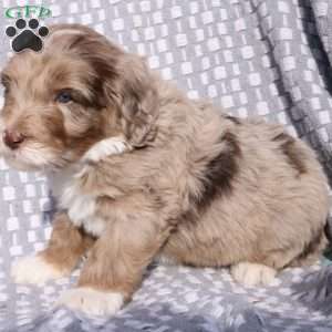 Bailey, Bernedoodle Puppy