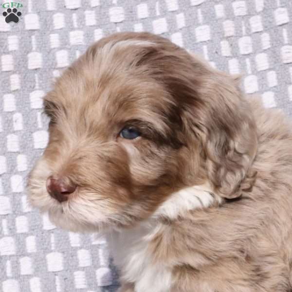 Bailey, Bernedoodle Puppy