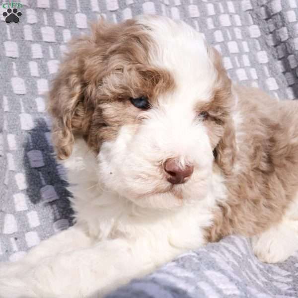 Honey, Bernedoodle Puppy