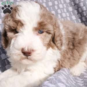 Honey, Bernedoodle Puppy