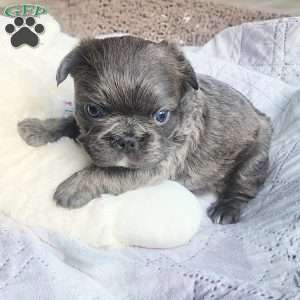 Chunky, French Bulldog Puppy