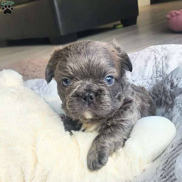 Chunky, French Bulldog Puppy