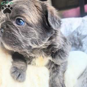 Chunky, French Bulldog Puppy