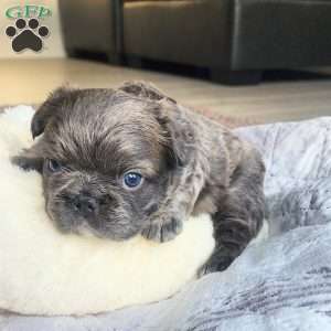 Chunky, French Bulldog Puppy