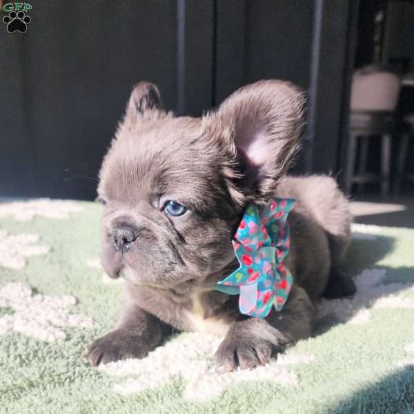 Skye, French Bulldog Puppy