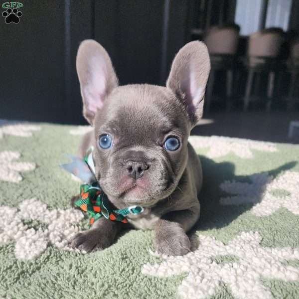 Nathan, French Bulldog Puppy