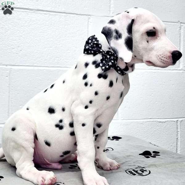 Tonka, Dalmatian Puppy