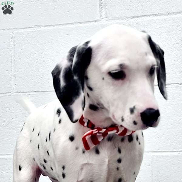 Tuffy, Dalmatian Puppy