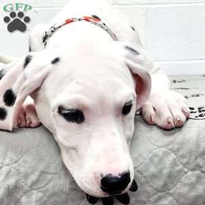 Tino, Dalmatian Puppy