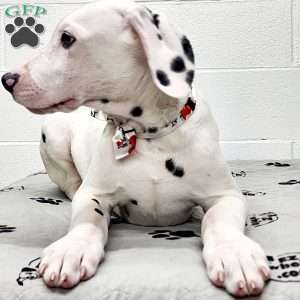 Tino, Dalmatian Puppy