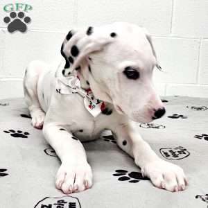 Tino, Dalmatian Puppy