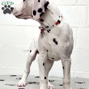 Tino, Dalmatian Puppy