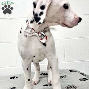 Tino, Dalmatian Puppy