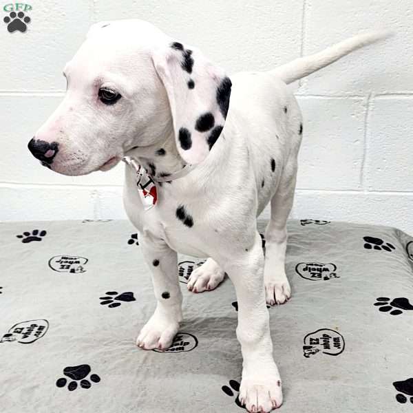 Tino, Dalmatian Puppy