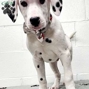 Tino, Dalmatian Puppy