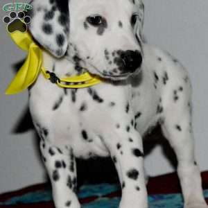 Goldy, Dalmatian Puppy