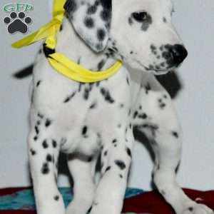 Goldy, Dalmatian Puppy