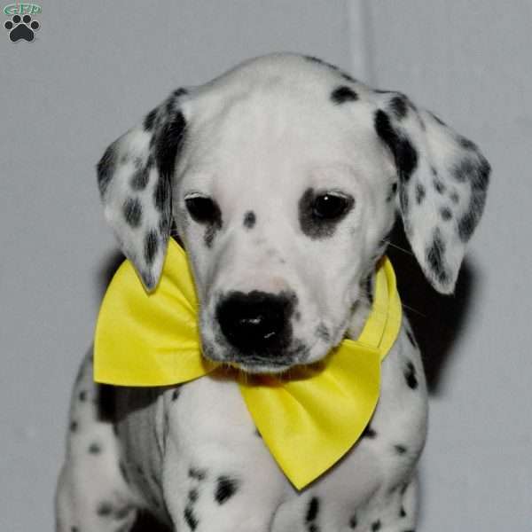 Goldy, Dalmatian Puppy