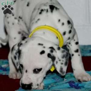 Goldy, Dalmatian Puppy