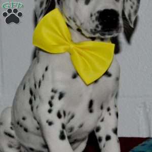 Goldy, Dalmatian Puppy