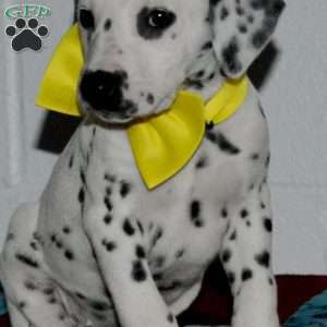 Goldy, Dalmatian Puppy