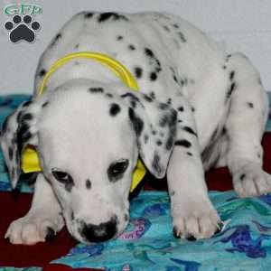 Goldy, Dalmatian Puppy