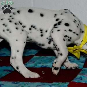 Goldy, Dalmatian Puppy