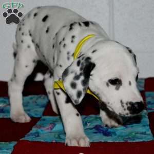 Goldy, Dalmatian Puppy