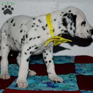 Goldy, Dalmatian Puppy