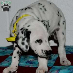 Goldy, Dalmatian Puppy