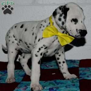 Goldy, Dalmatian Puppy