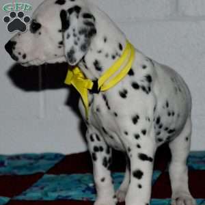 Goldy, Dalmatian Puppy