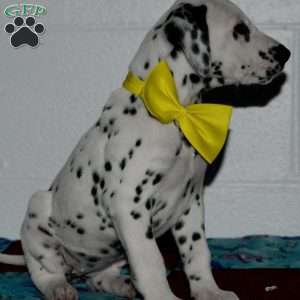 Goldy, Dalmatian Puppy