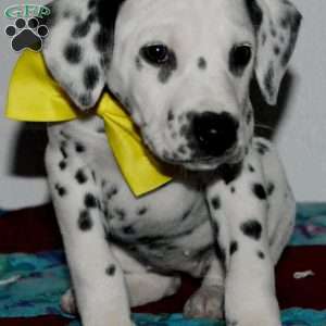 Goldy, Dalmatian Puppy