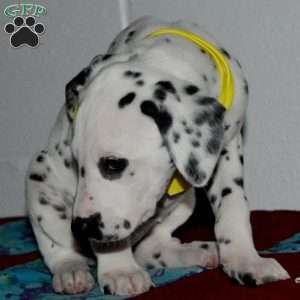 Goldy, Dalmatian Puppy